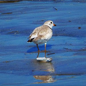 Piping Plover