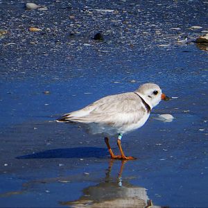 Piping Plover