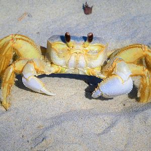 Atlantic Ghost Crab