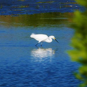 Snowy Egret