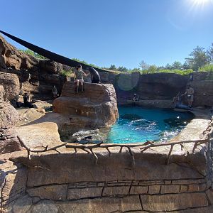 Jun. 2021 - Oceans - Seal/Sea Lion Exhibit