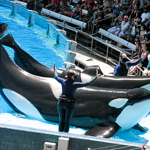 May. 2021 - Orca Encounter - Makaio & Trua