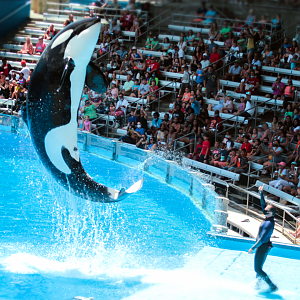 May. 2021 - Orca Encounter - Nalani