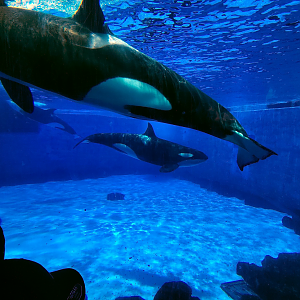 May. 2021 - Orca Encounter - Underwater View