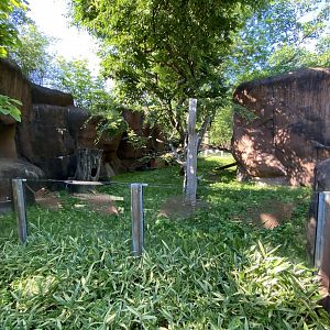 Jun. 2021 - Forests - Red Panda Exhibit