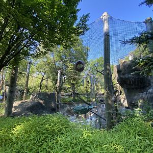 Jun. 2021 - Forests - White-handed Gibbon Exhibit