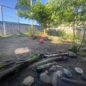 Jun. 2021 - Forests - Amur Tiger Exhibit #2