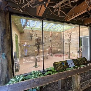 Jun. 2021 - Forests - Indoor Macaw Exhibit