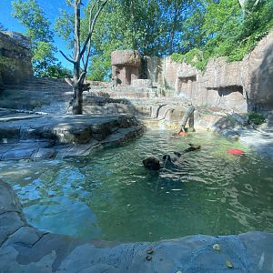 Jun. 2021 - Forests - Alaskan Brown Bear Exhibit