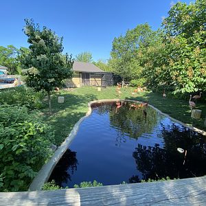 Jun. 2021 - Flights of Fancy: A Brilliance of Birds - Flamingo Exhibit