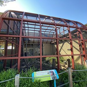 Jun. 2021 - Flights of Fancy: A Brilliance of Birds - Southern Ground Hornbill Exhibit