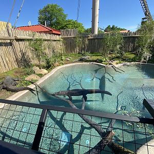 Jun. 2021 - New! Alligators & Crocodiles: The Fight to Survive (2021) - American Alligator Exhibit