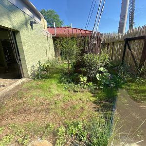 Jun. 2021 - New! Alligators & Crocodiles: The Fight to Survive (2021) - Orinoco Crocodile Exhibit