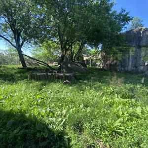 Jun. 2021 - Plains - Lion Exhibit