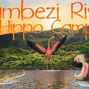 Zambezi River Hippo Camp | Memphis Zoo | Ep. 12 (Virtual Zoo Tours YouTube)