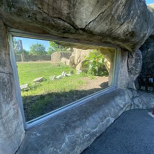 Jun. 2021 - Plains - African Elephant Exhibit Glass Viewing
