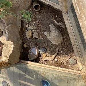 Jun. 2021 - Deserts - Colorado River Toad Exhibit