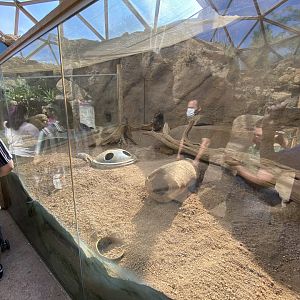 Jun. 2021 - Deserts - Meerkat Exhibit