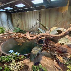 Jun. 2021 - Deserts (Extreme Snakes) - Reticulated Python Exhibit