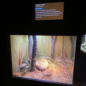Jun. 2021 - Deserts (Slithering Hall) - Taylor’s Cantil Exhibit