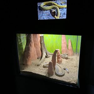Jun. 2021 - Deserts (Slithering Hall) - Cape Cobra Exhibit