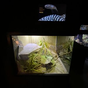 Jun. 2021 - Deserts (Slithering Hall) - Zebra Spitting Cobra Exhibit