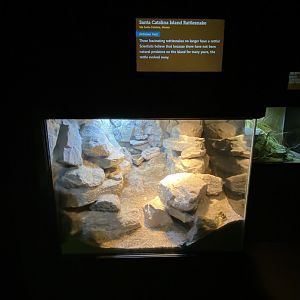 Jun. 2021 - Deserts (Slithering Hall) - Santa Catalina Island Rattlesnake Exhibit