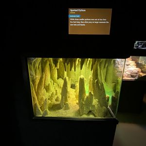 Jun. 2021 - Deserts (Slithering Hall) - Spotted Python Exhibit