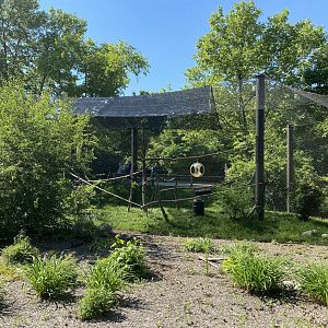Jun. 2021 - Forests - Ring-tailed Lemur/Radiated Tortoise Exhibit