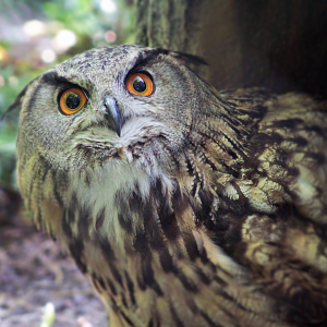 Jun. 2021 - Cat Canyon - Eurasian Eagle Owl