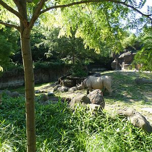 Jun. 2021 - Rhino Reserve - Eastern Black Rhinoceros Exhibit