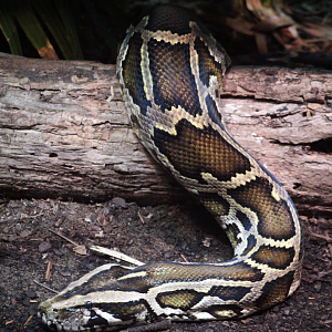 Jun. 2021 - Manatee Springs - Burmese Python