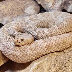 Jun. 2021 - Deserts (Slithering Hall) - Santa Catalina Island Rattlesnake