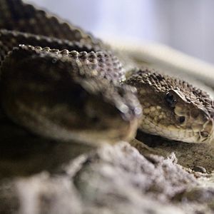Jun. 2021 - Deserts (Slithering Hall) - Aruba Island Rattlesnakes