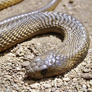 Jun. 2021 - Deserts (Slithering Hall) - Cape Cobra