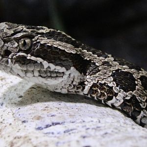 Jun. 2021 - Deserts (Slithering Hall) - Eastern Massasauga