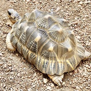 Jun. 2021 - Deserts - Radiated Tortoise
