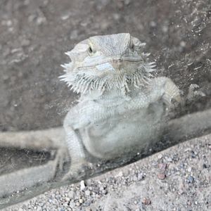 Jun. 2021 - Deserts - Bearded Dragon