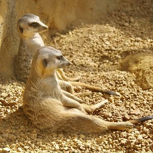 Jun. 2021 - Deserts - Meerkats