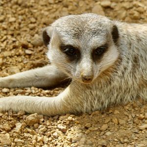 Jun. 2021 - Deserts - Meerkat