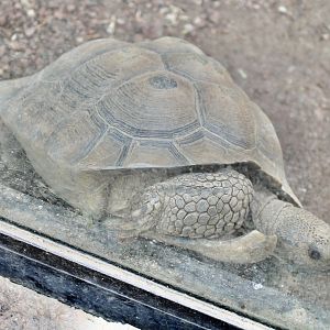 Jun. 2021 - Deserts - Desert Tortoise