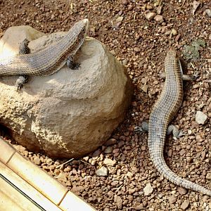 Jun. 2021 - Deserts - Great Plated Lizards