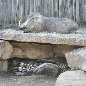 Jun. 2021 - Plains - Warthog & Cape Porcupines