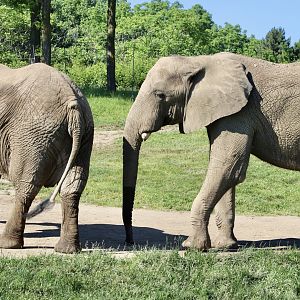 Jun. 2021 - Plains - African Elephants