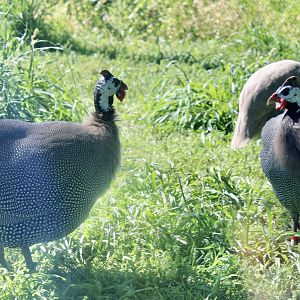 Jun. 2021 - Plains - Helmeted Guineafowl