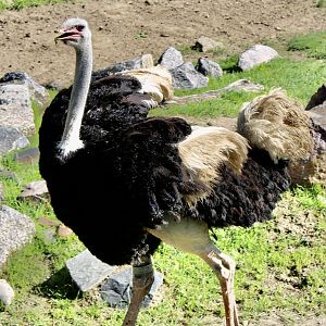 Jun. 2021 - Plains - Ostrich