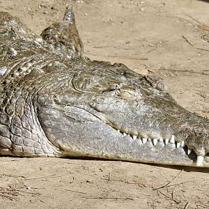 Jun. 2021 - New! Alligators & Crocodiles: The Fight to Survive (2021) - Orinoco Crocodile