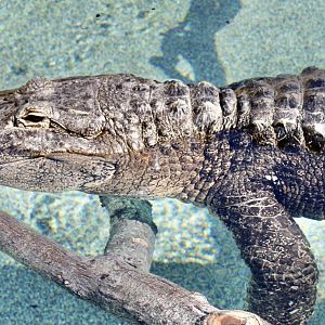 Jun. 2021 - New! Alligators & Crocodiles: The Fight to Survive (2021) - American Alligator