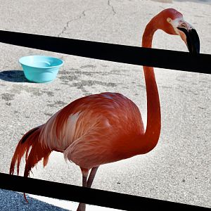 Jun. 2021 - Flights of Fancy: A Brilliance of Birds - Caribbean Flamingo (Flamingo Mingle)