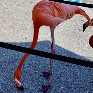 Jun. 2021 - Flights of Fancy: A Brilliance of Birds - Caribbean Flamingo (Flamingo Mingle)